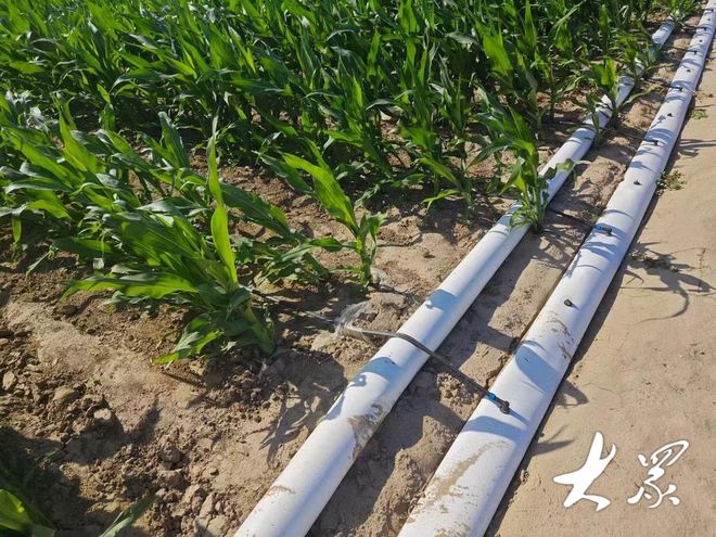 Kaiyun（中国体育）：站在生产路上把地浇！小流量滴灌亩均节水节肥40%以上(图2)