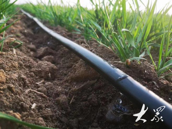 Kaiyun（中国体育）：站在生产路上把地浇！小流量滴灌亩均节水节肥40%以上(图5)